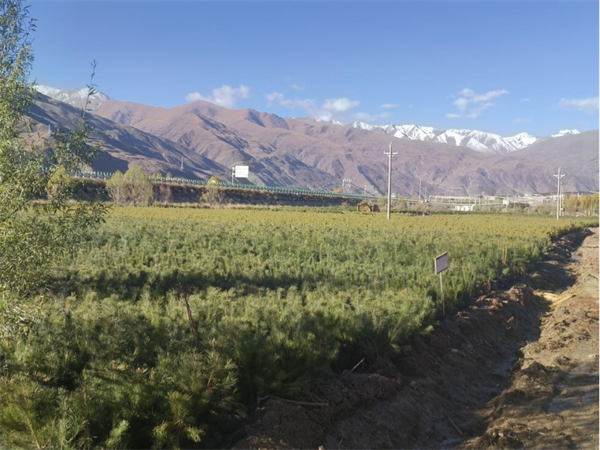 项目组假植驯化的苗圃基地.png